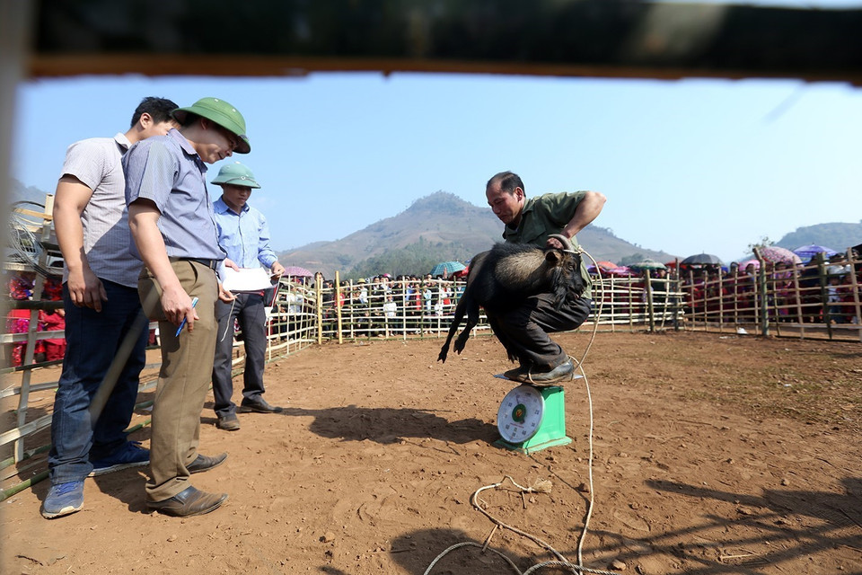 Để cân trọng lượng dê, các chủ dê phải bế từng con lên cân. (Ảnh: Phan Tuấn Anh/TTXVN)