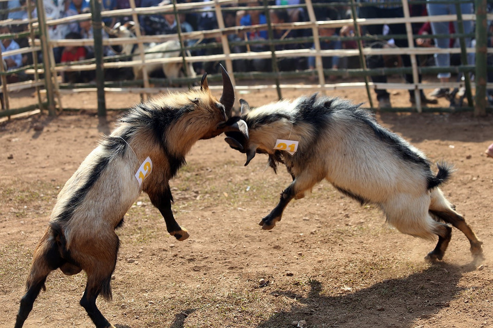 Tiêu chuẩn của dê chọi là dê đực từ 2 tuổi trở lên, ngoại hình cân đối, khỏe mạnh, sừng chắc khỏe, chân móng to, nhanh nhẹn, linh hoạt, không nhiễm các bệnh về gia súc. (Ảnh: Phan Tuấn Anh/TTXVN)