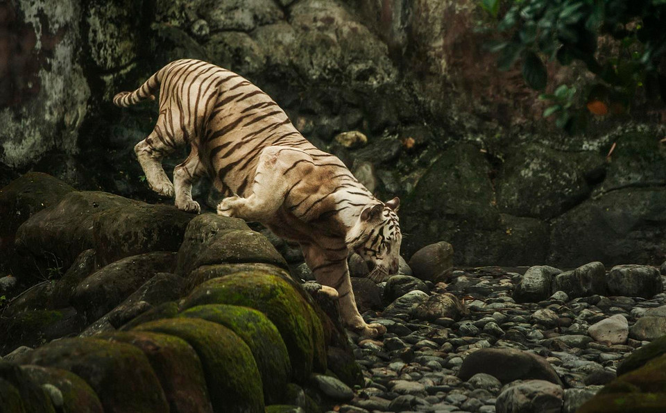 Theo số liệu thống kê mới nhất được công bố tại Ấn Độ, số lượng hổ ở nước này hiện đã lên tới gần 3.000 con so với 2.226 con của năm 2014, theo đó Ấn Độ đã trở thành một trong những môi trường sống an toàn nhất đối với loài động vật đang có nguy cơ tuyệt chủng này. Trong ảnh: Hổ trong vườn bách thú Alipore ở Kolkata, Ấn Độ, ngày 29/7. (Ảnh: THX/TTXVN)