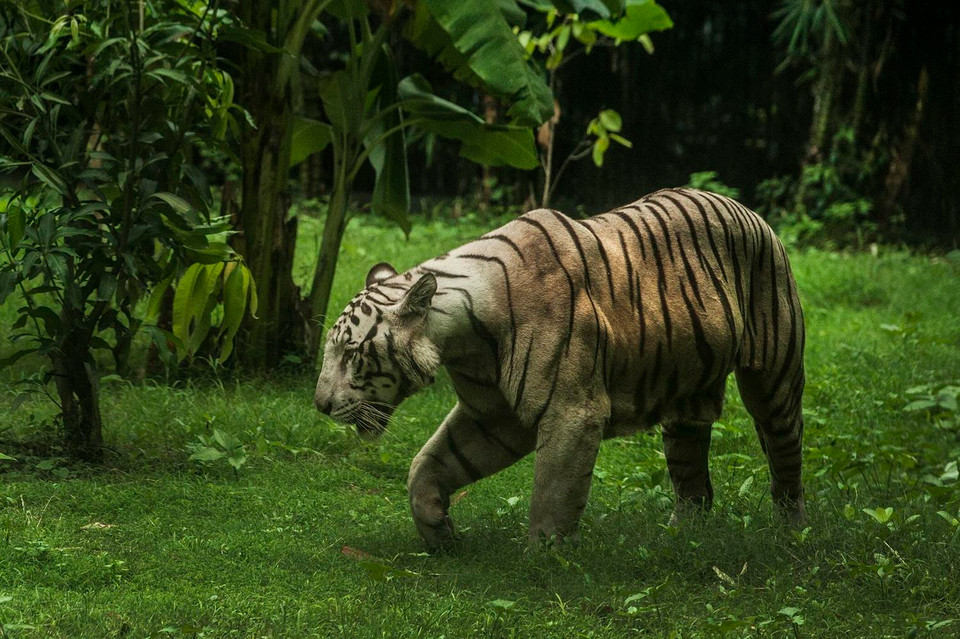 Theo số liệu thống kê mới nhất được công bố tại Ấn Độ, số lượng hổ ở nước này hiện đã lên tới gần 3.000 con so với 2.226 con của năm 2014, theo đó Ấn Độ đã trở thành một trong những môi trường sống an toàn nhất đối với loài động vật đang có nguy cơ tuyệt chủng này. Trong ảnh: Hổ trong vườn bách thú Alipore ở Kolkata, Ấn Độ, ngày 29/7. (Ảnh: THX/TTXVN)