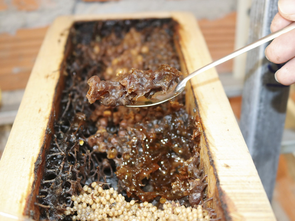  Một tổ ong dú đầy ắp mật. (Ảnh: Nguyễn Thành/TTXVN)