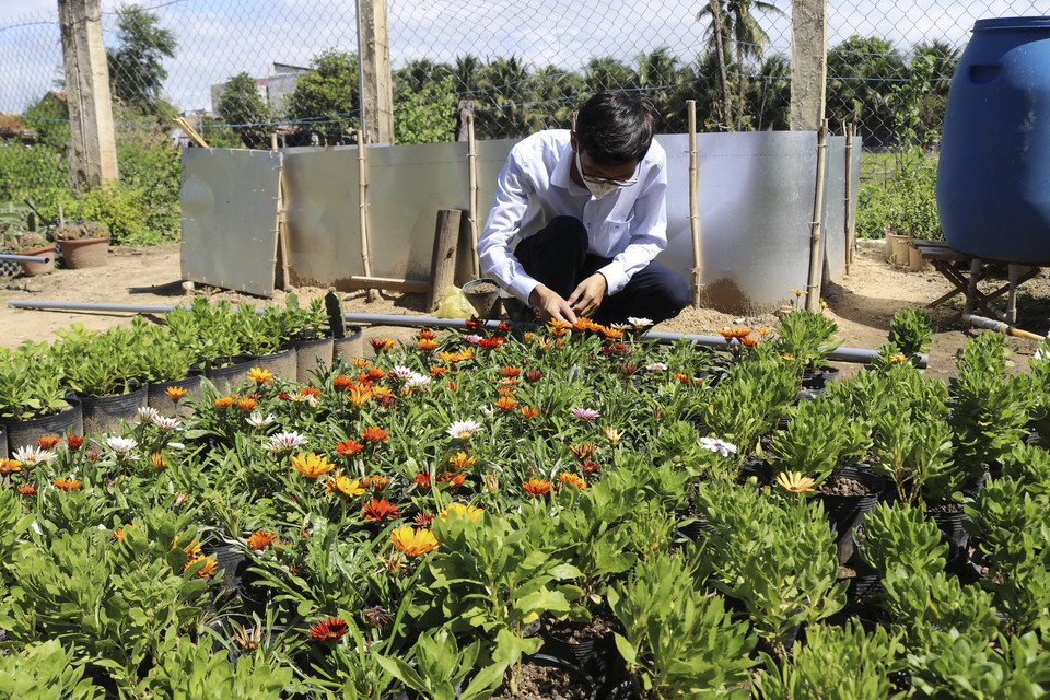 Anh Nguyễn Hữu Trực kiểm tra ong dú hút mật hoa trong không gian vườn nhà. (Ảnh: Nguyễn Thành/TTXVN)
