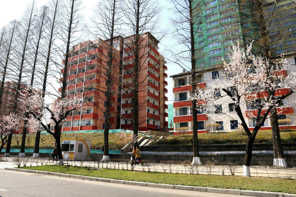 Ho nở trên đường phố cùng với những ngôi nhà cao tầng mang nhiều màu sắc rực rỡ. (Ảnh: Phương Hoa/TTXVN)