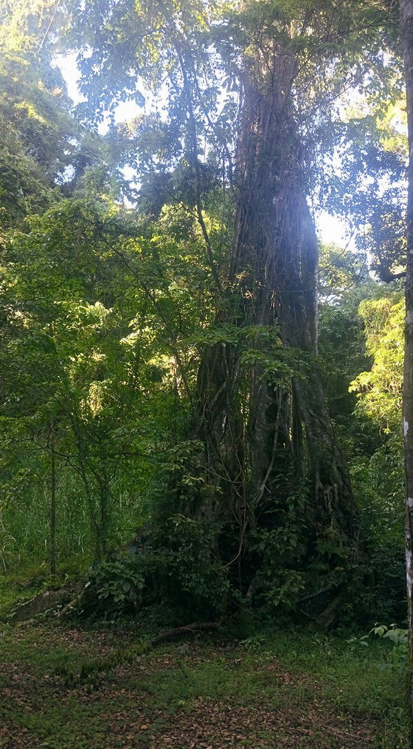 (Ảnh: Đặng Tuấn/Vietnam+) Khu rừng này có hệ sinh thái động thực vật đa dạng phong phú như: giống trám trắng cổ thụ chỉ có ở miền Bắc, những cây Kim Dao rất lớn đặc biệt quý hiếm. Đặc biệt, nơi đây còn có 2.000 loài chim với hai giống chim đã tuyệt chủng trên thế giới là Họa mi Langbiang (hiện chỉ còn vài cá thể), cú mặt quỷ rất đẹp và quý hiếm. Hai giống chim quý này hiện đang được các tổ chức nghiên cứu, bảo vệ động vật trên thế giới như Điểu học Hoàng gia Anh cử người tới phối hợp với chính quyền địa phương, nghiên cứu và tổ chức bảo vệ. [Tượng Phật bằng Hoa bất tử ở chùa Linh Phước xác lập kỷ lục thế giới] Khu du lịch này còn có hệ thực vật với 97 họ, 294 loài thực vật đã được ông Trần Lệ tổ chức khảo nghiệm. Những ngày vừa qua, hình ảnh “Bàn tay may mắn” khổng lồ, dựng bằng gỗ trong Khu du lịch Hoa Sơn Điền Trang đang gây “sốt” trên mạng xã hội khi vừa mới hoàn thành. Trong giai đoạn đầu đi vào hoạt động, điểm nhấn của khu sẽ là các công trình như bàn tay gỗ; cánh đồng hoa hồng Sapa cổ; con đường hoa đào Nhật Bản (nhập cây lớn từ Nhật Bản); khu cắm trại ngoài trời tại thác nước 7 tầng; khu nhà gỗ trên cây (du khách có thể lưu trú lại); khu vực tham quan Cổng Trời./.