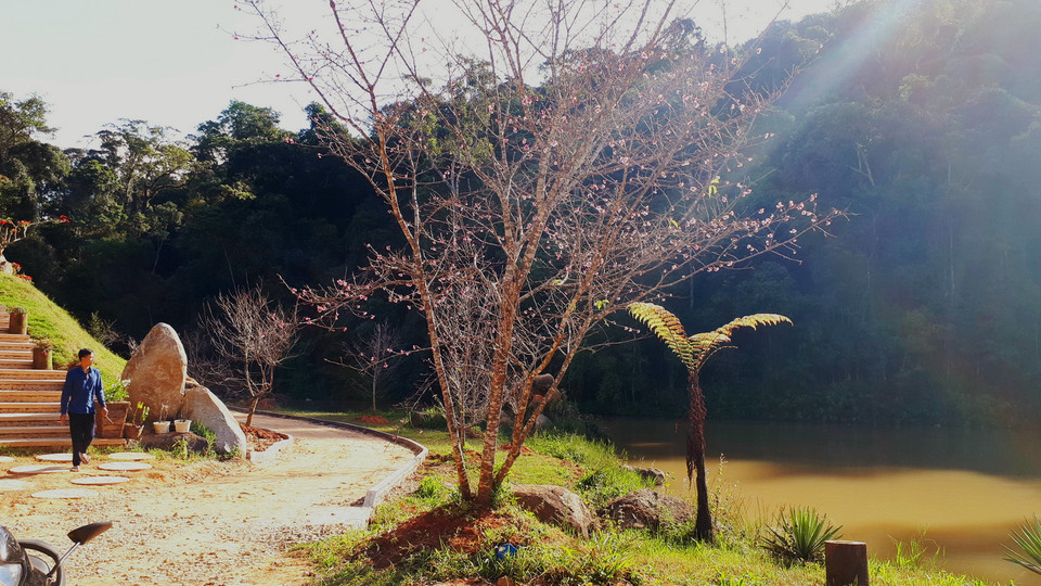 (Ảnh: Đặng Tuấn/Vietnam+) Nhân dịp chào đón chào sự kiện Festival Hoa Đà Lạt lần thứ bảy năm 2017, Khu du lịch sinh thái Hoa Sơn Điền Trang đã đưa vào hoạt động với con đường Anh đào Nhật Bản đang khoe sắc. Nằm cách trung tâm thành phố Đà Lạt khoảng 7km, trên đường từ Đà Lạt đi Tà Nung. Điểm nổi bật của khu du lịch này là nằm trọn trong lòng 38,8ha rừng nguyên sinh, với hệ động thực vật đa dạng sinh thái nguyên sơ, có dòng suối và các thác nước tự nhiên. Đại diện Hoa Sơn Điền Trang cho biết, Khu rừng nguyên sinh này do Ủy ban Nhân dân tỉnh Lâm Đồng cấp phép cho ông quản lý và ươm trồng thêm hàng triệu cây thông ba lá ở các khu vực đất trống cách đây 27 năm.