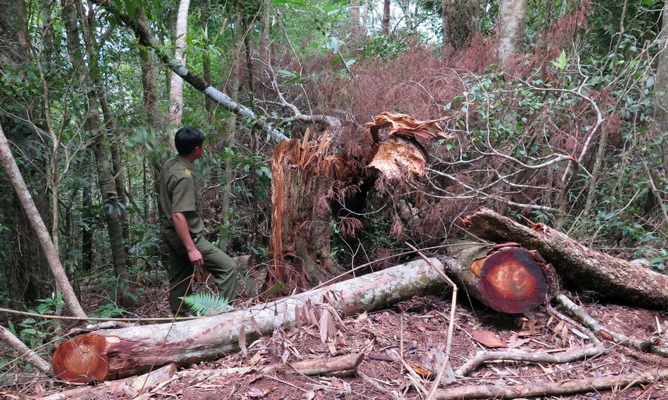 Hiện trường của các vụ phá rừng tại tiểu khu 474 xã Măng Cành, huyện Kon Plông, tỉnh Kon Tum. 