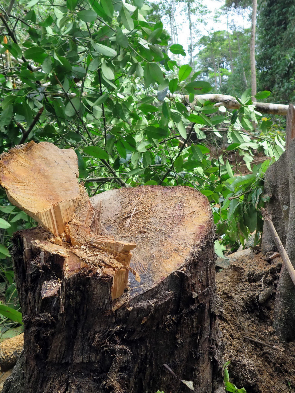 Một cây có đường kính lớn vừa bị lâm tặc đốn hạ.