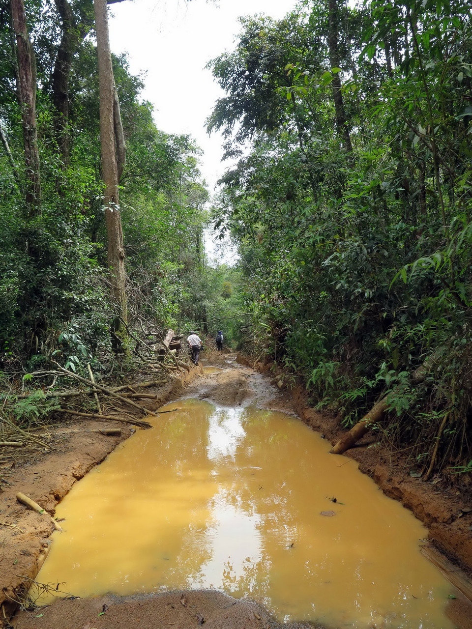 Những lối mòn trong tiểu khu 474 đều dẫn vào hiện trường phá rừng.