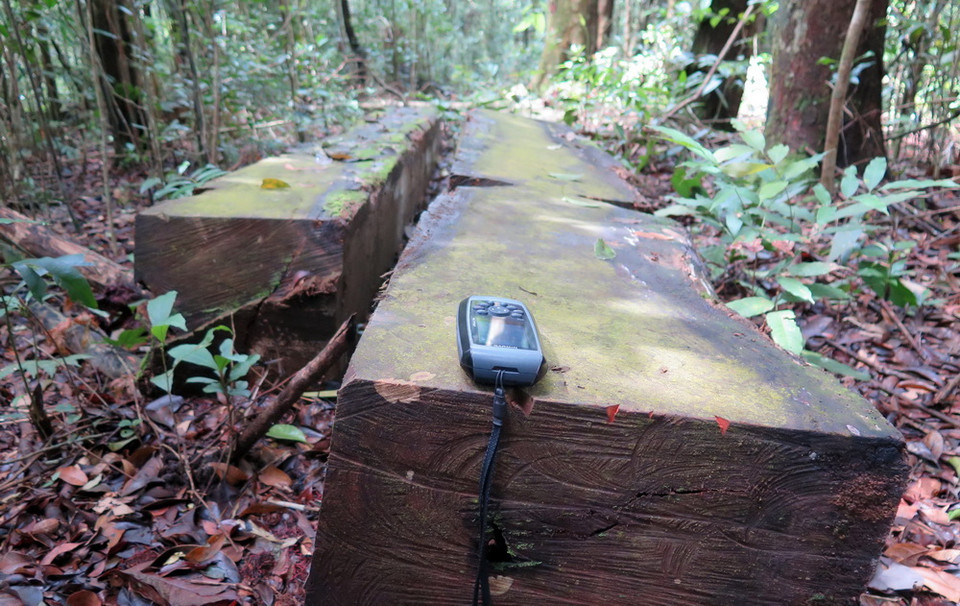 Nhiều lóng gỗ được lâm tặc ngang nhiên xẻ thành hộp nhưng chưa kịp vận chuyển ra khỏi hiện trường tại tiểu khu 474 xã Măng Cành, huyện Kon Plông.