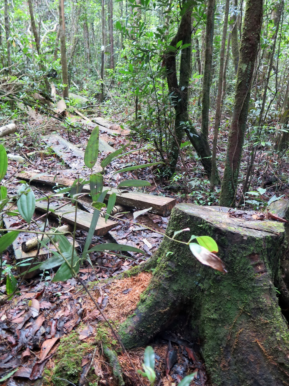 Một cây có đường kính lớn đã bị lâm tặc đốn hạ.