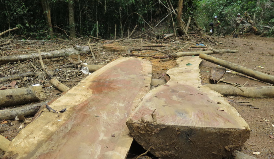 Hiện trường của các vụ phá rừng tại tiểu khu 474 xã Măng Cành, huyện Kon Plông, tỉnh Kon Tum. 
