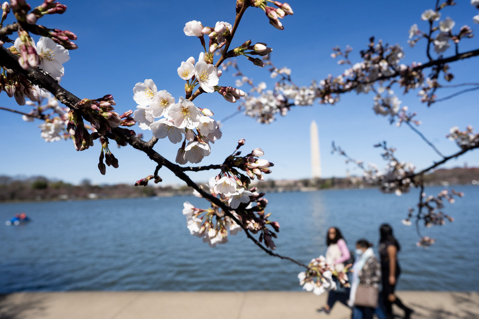 Du khách chiêm ngưỡng vẻ đẹp của hoa anh đào tại Washington DC (Mỹ). (Ảnh: THX/TTXVN)