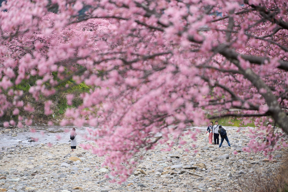 Vẻ đẹp quyến rũ của hoa anh đào tại Kawazu, tỉnh Shizuoka, Nhật Bản. (Ảnh: THX/TTXVN)