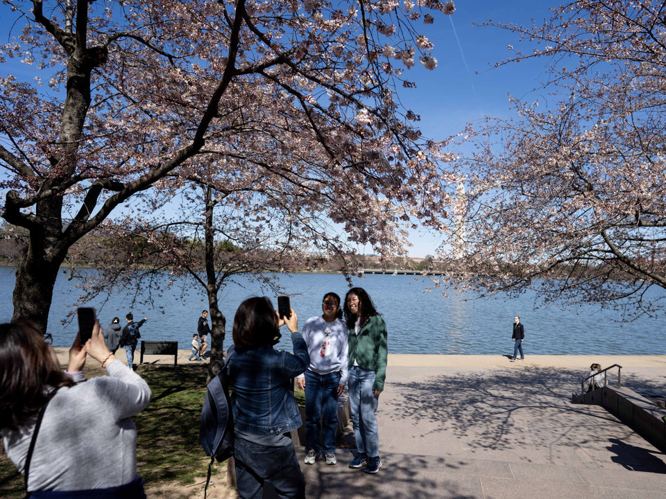 Du khách chụp ảnh với hoa anh đào tại Washington DC (Mỹ). (Ảnh: THX/TTXVN)