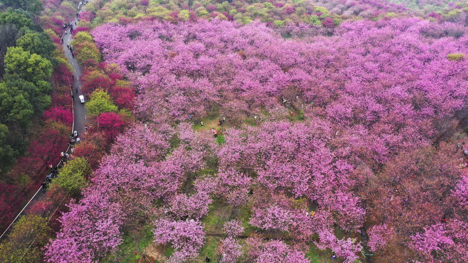 Vẻ đẹp quyến rũ của hoa anh đào tại thành phố Trường Ninh, tỉnh Hồ Nam, Trung Quốc. (Ảnh: THX/TTXVN)