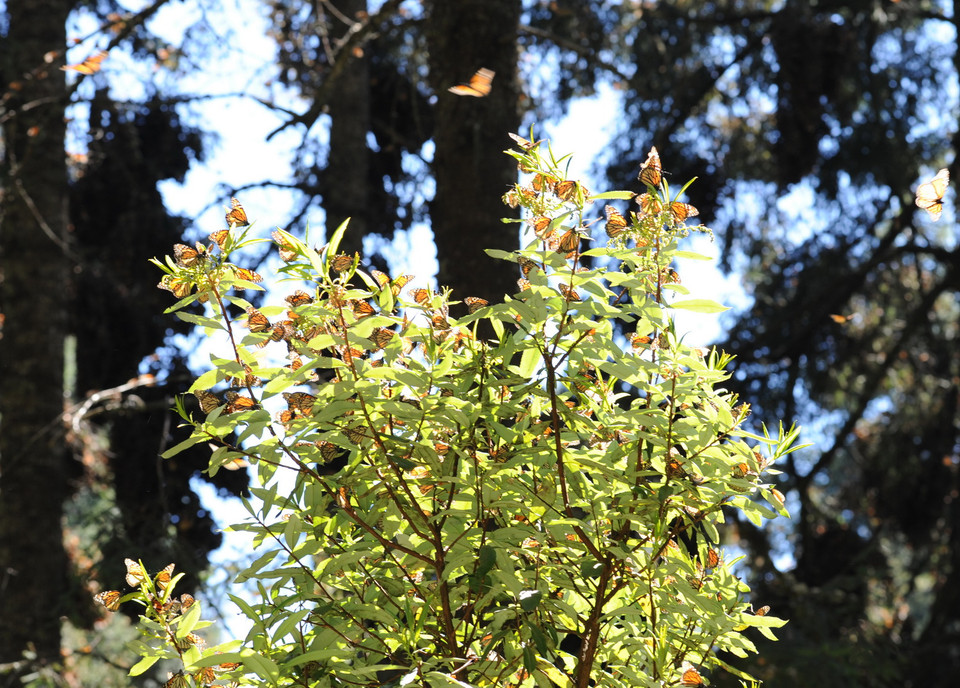 Những cây hoa bướm trong thánh địa Michoacan. (Ảnh: Việt Hùng/Vietnam+)