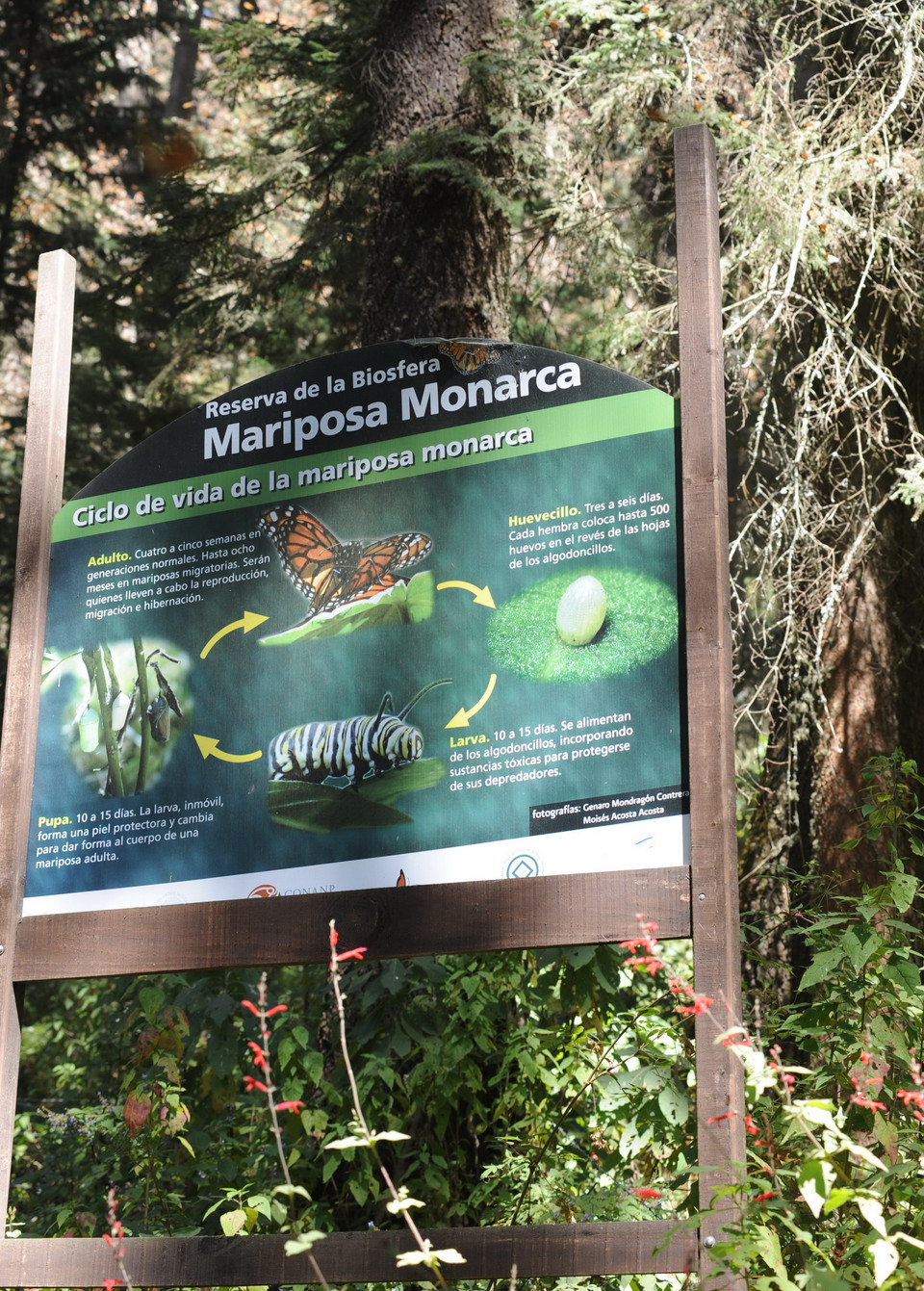 Vòng đời của bướm vua bao gồm bốn giai đoạn, từ lúc đẻ trứng đến khi trưởng thành và kéo dài trong một tháng. (Ảnh: Việt Hùng/Vietnam+)