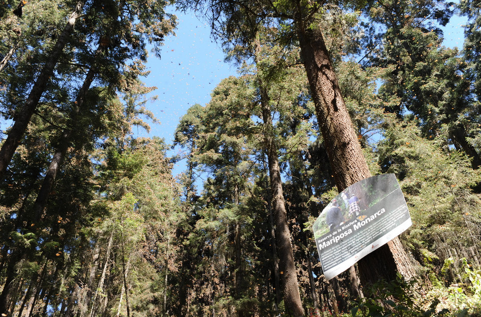 Hằng năm, từ giữa tháng 11, hàng triệu triệu con bướm Vua lại đổ về Mexico để sinh sản, sau quá trình di cư dài hàng nghìn km từ Bắc Mỹ (Mỹ và Canada). Loài côn trùng này phải bắt đầu chuyến hành trình của chúng vào mỗi mùa thu để tránh cái lạnh của mùa Đông. (Ảnh: Việt Hùng/Vietnam+)