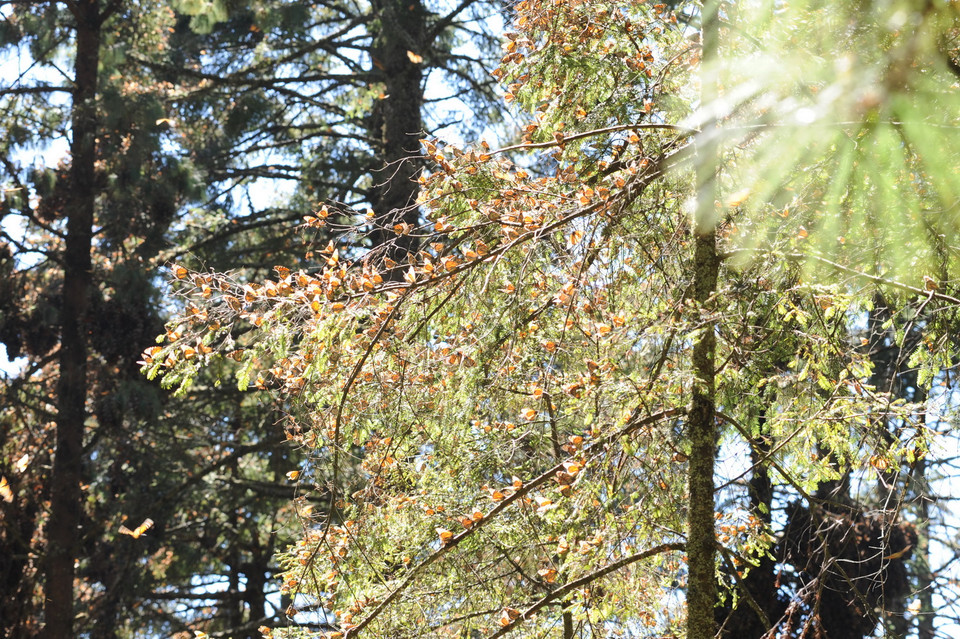 Những tán, cành thông được nhuộm vàng bởi bướm Vua. (Ảnh: Việt Hùng/Vietnam+)