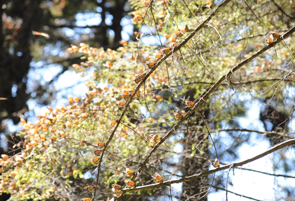 Những tán, cành thông được nhuộm vàng bởi bướm Vua. (Ảnh: Việt Hùng/Vietnam+)