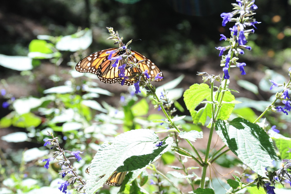 Từ tháng 8, bướm vua từ Bắc Mỹ di cư xuống phương Nam với quãng đường trên 4.000km. Chúng quay về phương Bắc vào mùa Xuân. (Ảnh: Việt Hùng/Vietnam+)