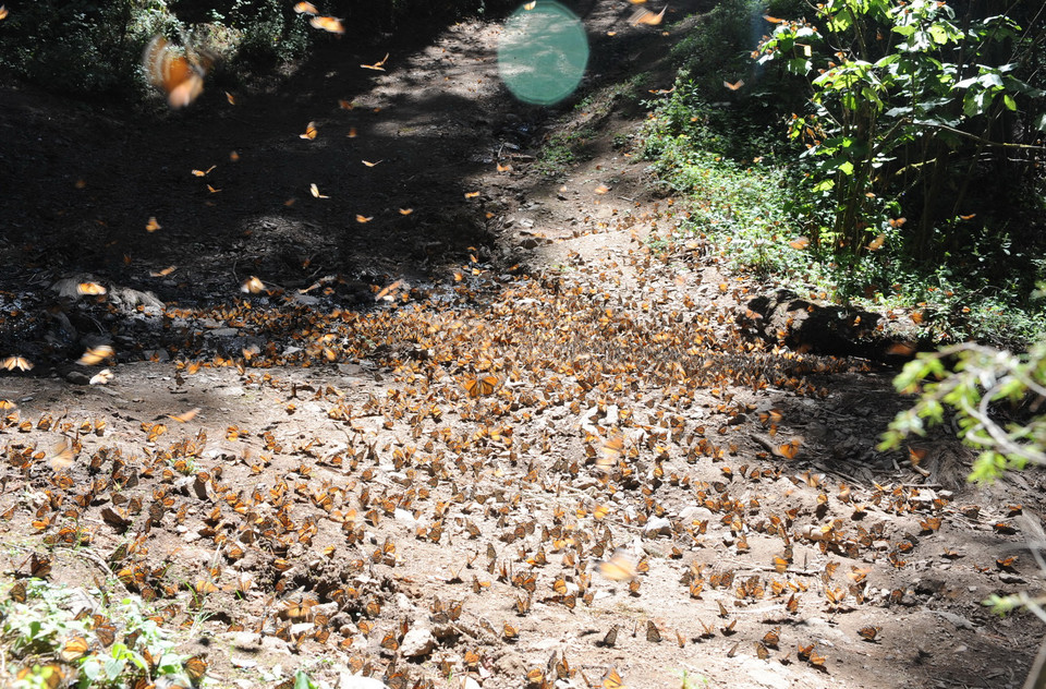 Từ tháng 8, bướm vua từ Bắc Mỹ di cư xuống phương Nam với quãng đường trên 4.000km. Chúng quay về phương Bắc vào mùa Xuân. (Ảnh: Việt Hùng/Vietnam+)