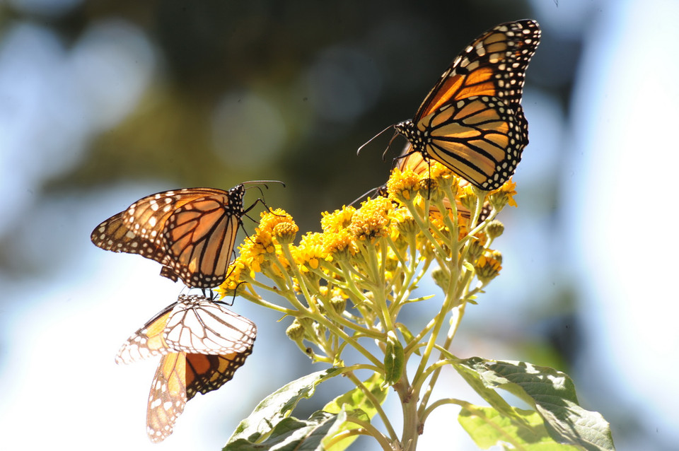 Vòng đời của bướm vua bao gồm bốn giai đoạn, từ lúc đẻ trứng đến khi trưởng thành và kéo dài trong một tháng. (Ảnh: Việt Hùng/Vietnam+)