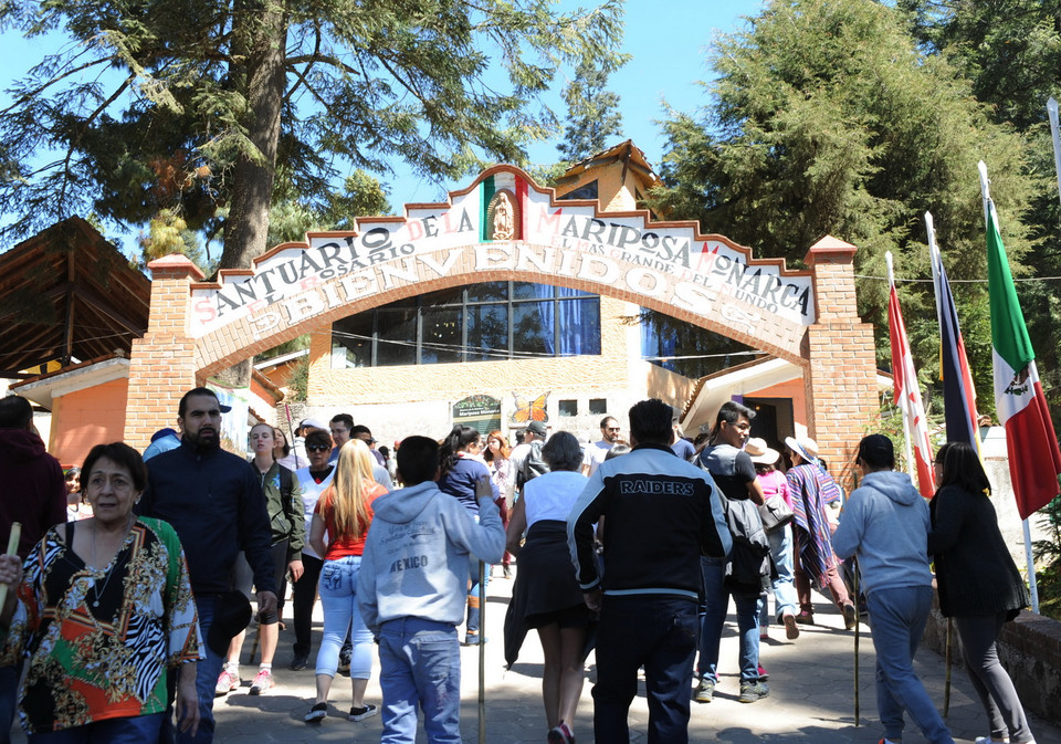 Hằng năm, từ giữa tháng 11, hàng triệu triệu con bướm Vua lại đổ về Mexico để sinh sản, sau quá trình di cư dài hàng nghìn km từ Bắc Mỹ (Mỹ và Canada). Loài côn trùng này phải bắt đầu chuyến hành trình của chúng vào mỗi mùa thu để tránh cái lạnh của mùa Đông. (Ảnh: Việt Hùng/Vietnam+)