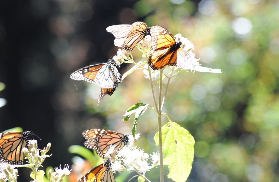 Hằng năm, từ giữa tháng 11, hàng triệu triệu con bướm Vua lại đổ về Mexico để sinh sản, sau quá trình di cư dài hàng nghìn km từ Bắc Mỹ (Mỹ và Canada). Loài côn trùng này phải bắt đầu chuyến hành trình của chúng vào mỗi mùa thu để tránh cái lạnh của mùa Đông. (Ảnh: Việt Hùng/Vietnam+)