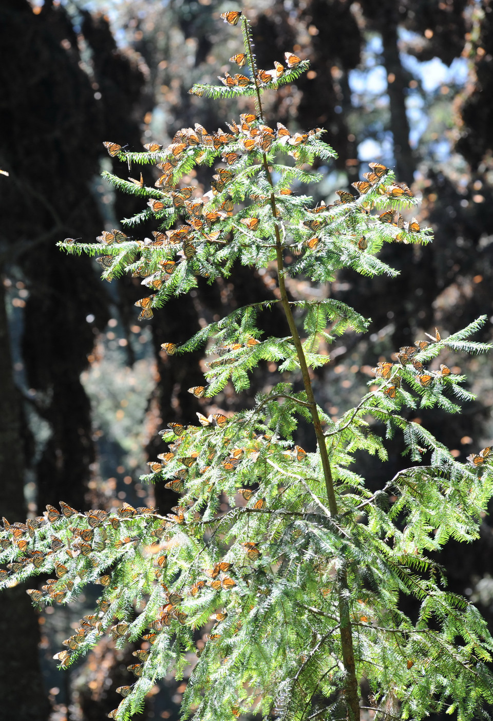 Những cây hoa bướm trong thánh địa Michoacan. (Ảnh: Việt Hùng/Vietnam+)