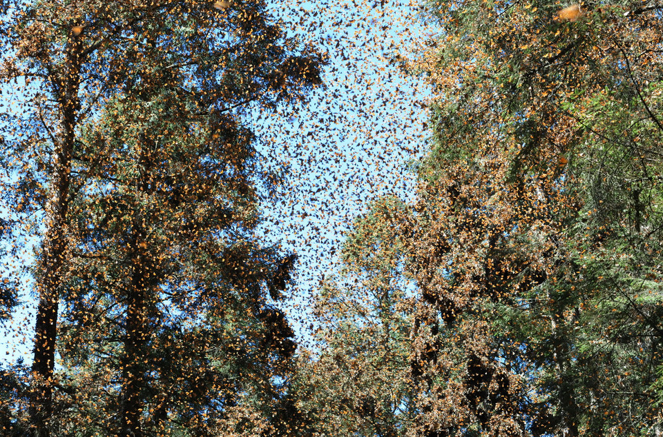 Rợp trời bướm Vua tại rừng thông Michoacan. (Ảnh: Việt Hùng/Vietnam+)