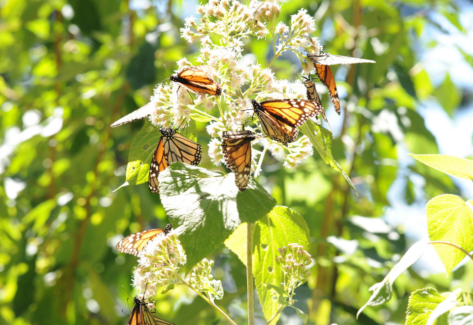 Bướm Vua bắt đầu có mặt tại Michoacan vào giữa tháng 11 và tới cuối tháng 3 hằng năm lại bắt đầu quãng đường bay hàng nghìn km quay trở lại Bắc Mỹ. (Ảnh: Việt Hùng/Vietnam+)