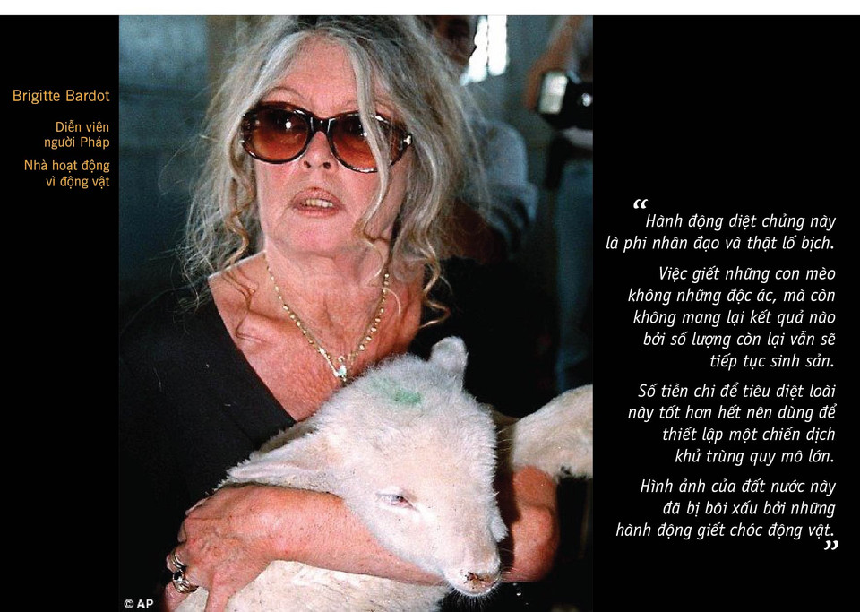 Cũng trong năm nay, gần 700 con gấu koala đã bị tiêu huỷ ở vùng Đông Nam Australia vì sự gia tăng số lượng đã dẫn tới tình trạng thiếu thức ăn nghiêm trọng; trong khi đó, một số lượng lạc đà và ngựa hoang cũng đã bị giết ở vùng hẻo lánh vì chúng phá hoại đất trồng. (Nguồn: AP)