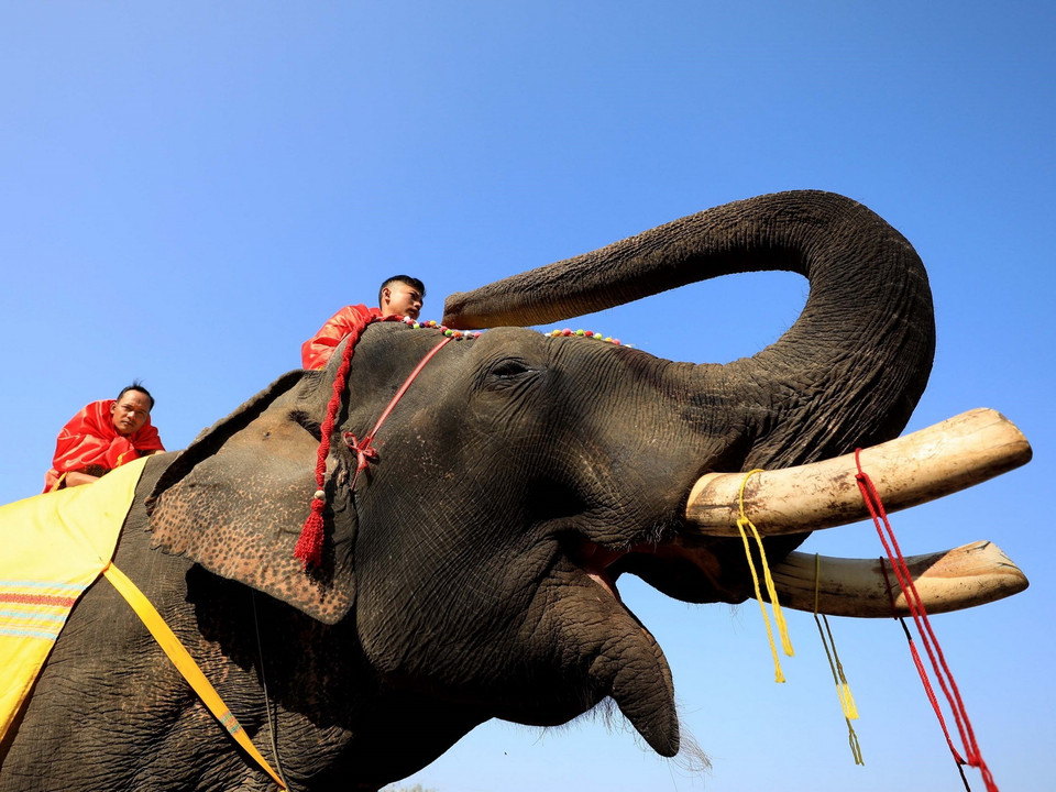 Những chú voi ở Đắk Lắk không còn phải oằn mình cõng chở du khách mỗi ngày. (Ảnh: Nhật Anh/TTXVN)