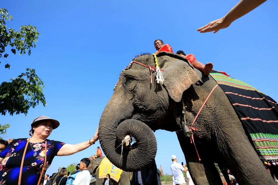 Việc dừng khai thác du lịch lịch cưỡi voi là tín hiệu đáng mừng ở thời điểm khởi đầu của mô hình du lịch thân thiện cùng voi. (Ảnh: Nhật Anh/TTXVN)