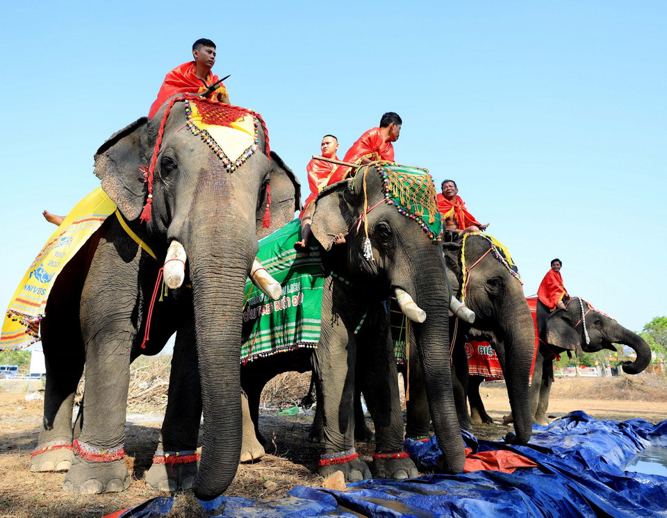 Đàn voi nhà ở Buôn Đôn đang được đầu tư chăm sóc, tái tạo sức khỏe để duy trì và bảo tồn đàn voi nhà ở Việt Nam. (Ảnh: Nhật Anh/TTXVN)