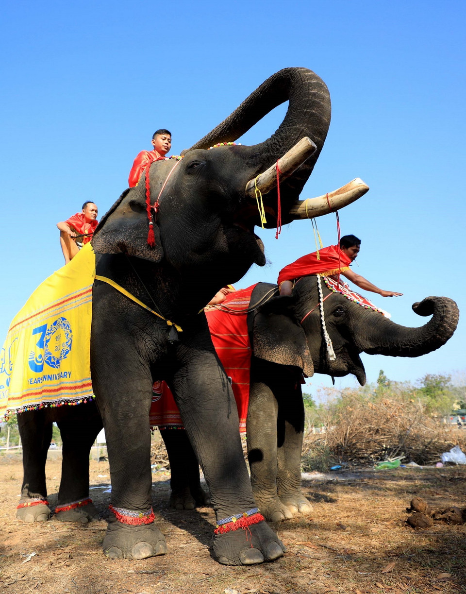 Gói hỗ trợ của Tổ chức Động vậtc Châu Á đã giúp đàn voi hoàn thành sứ mệnh phục vụ khách du lịch đến với huyện Buôn Đôn và chính thức được nghỉ ngơi. (Ảnh: Nhật Anh/TTXVN)