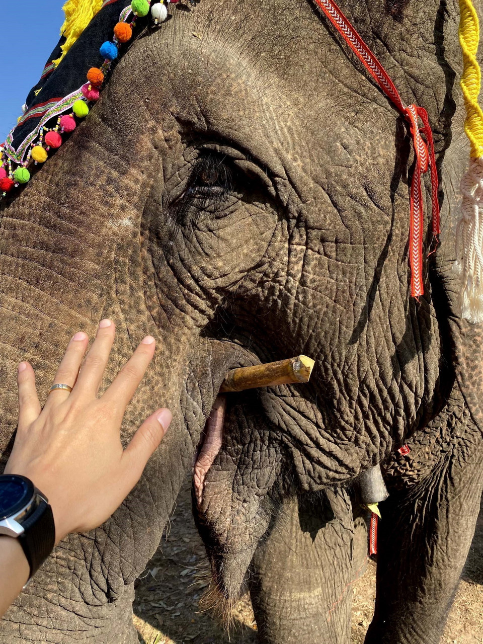 Đối với các dân tộc bản địa ở Tây Nguyên, voi là loài vật được yêu quý như thành viên trong gia đình và buôn làng. (Ảnh: Nhật Anh/TTXVN)