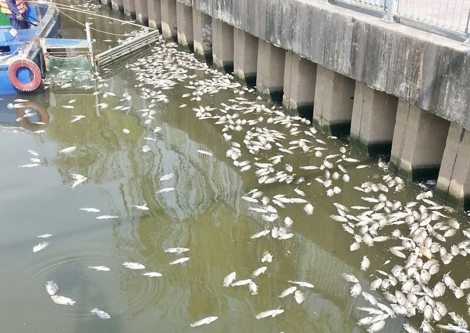 Xác cá dạt vào dọc khu vực bờ kè trên đường Trường Sa (quận Phú Nhuận). (Ảnh: Hồng Giang/TTXVN)