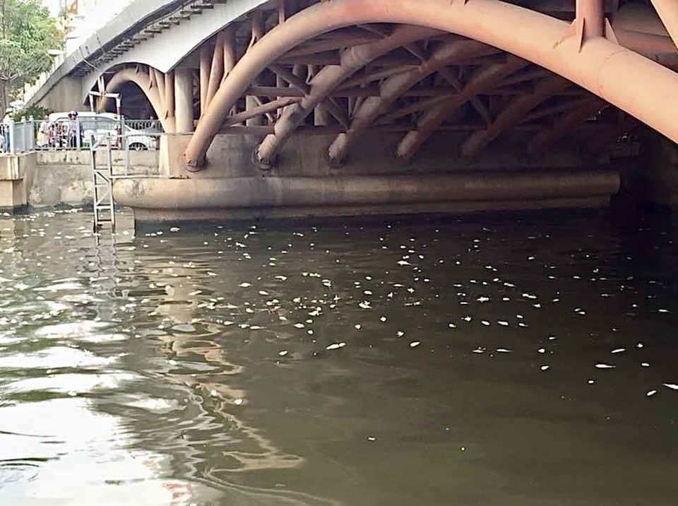 Xác cá nổi dưới chân cầu Nguyễn Văn Trỗi (quận Phú Nhuận). (Ảnh: Hồng Giang/TTXVN)