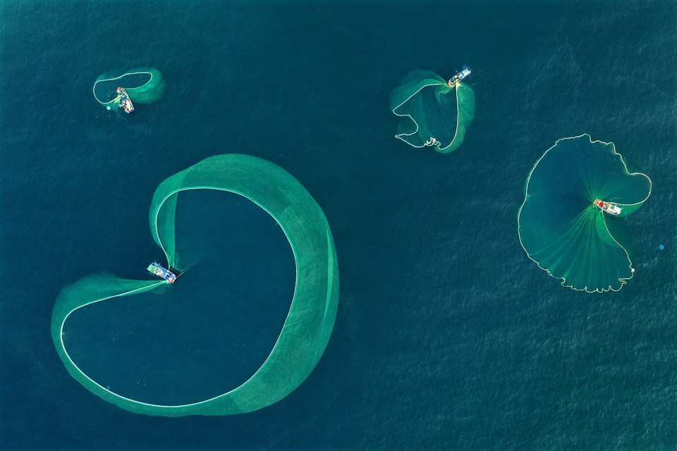 Từ tháng 5 đến tháng 8 hàng năm ngư dân ven biển Phú Yên lại hối hả chuẩn bị ngư cụ vươn khơi khai thác cá cơm, loại cá được người dân ưu chuộng để làm thực phẩm khô hoặc sản xuất nước mắm truyền thống ở các vùng biển trong tỉnh. Trong ảnh: Ngư dân thả lưới vây cá cơm từ sáng sớm nhìn từ trên cao những tấm lưới vây tạo hình trông rất đẹp mắt. (Ảnh: TTXVN phát)