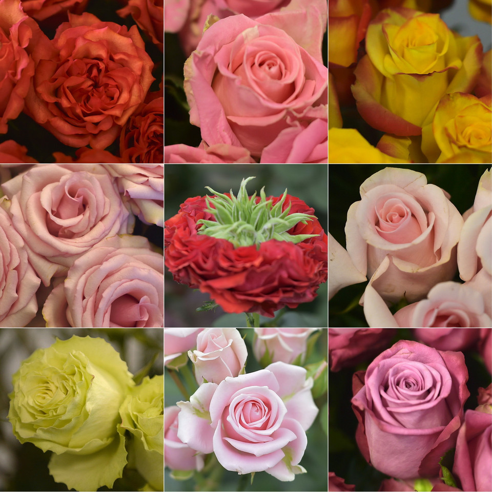 Hoa hồng, món quà được ưa chuộng trong Lễ Tình yêu 14/2. (Nguồn: THX/TTXVN)