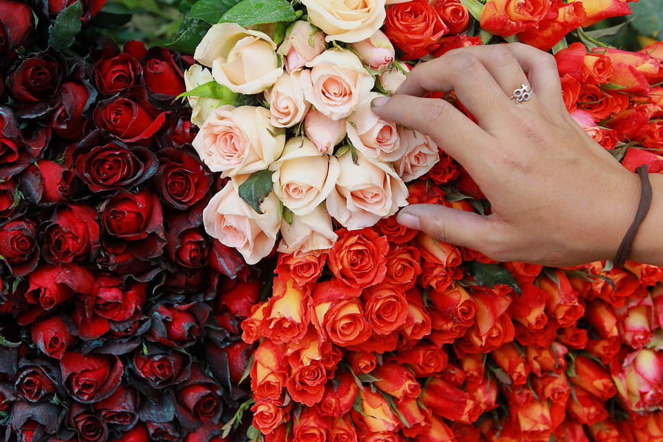 Hoa hồng cho ngày Lễ Tình yêu 14/2 được bày bán tại Manila, Philippines. (Nguồn: THX/TTXVN)