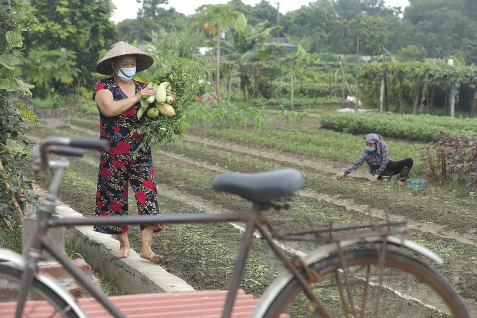  Người dân xã Cổ Loa thu hoạch rau quả. (Ảnh: Minh Quyết/TTXVN)