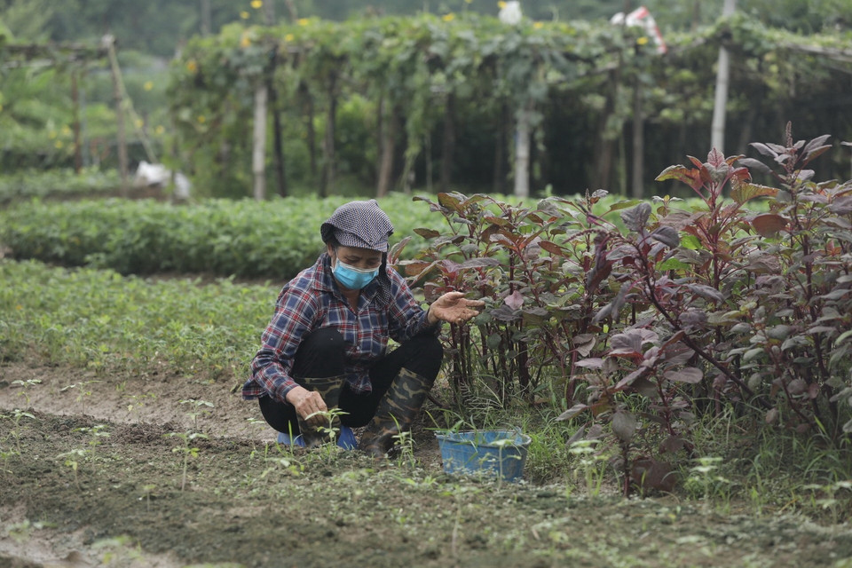  Người dân xã Cổ Loa tích cực lao động, sản xuất đảm bảo nguồn cung trong thời gian thực hiện giãn cách. (Ảnh: Minh Quyết/TTXVN)