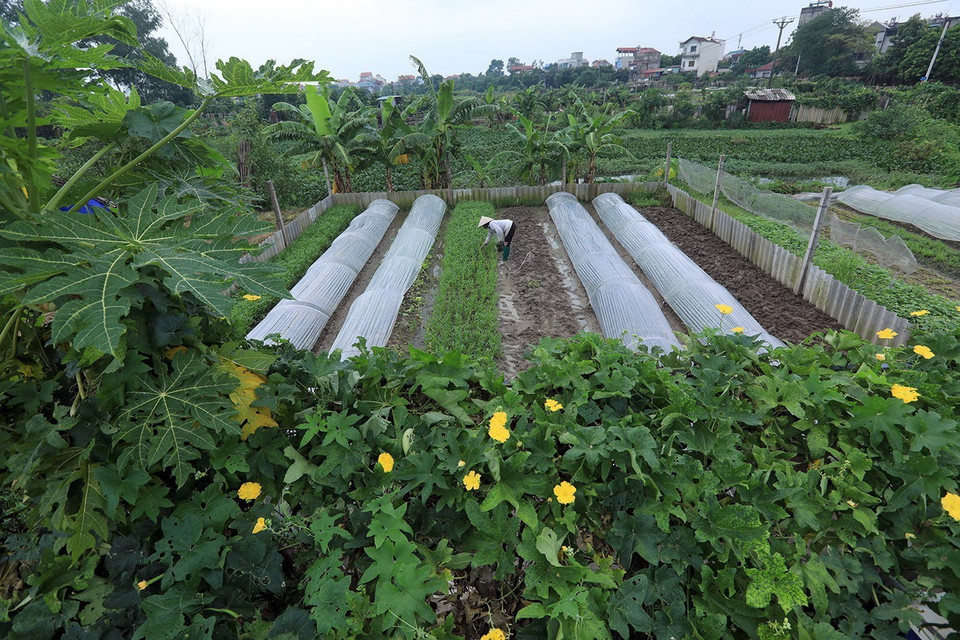  Người dân thu hoạch hoa màu cung cấp cho chợ Sa trên địa bàn xã. (Ảnh: Tuấn Anh/TTXVN)