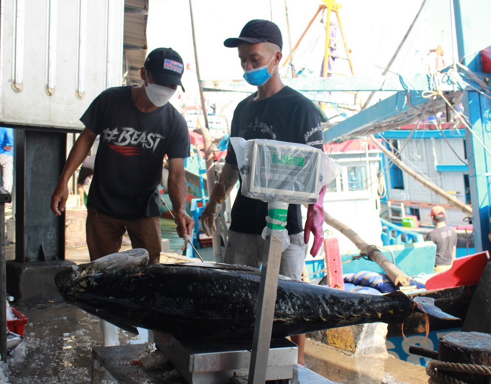  Cá ngừ đại dương trên 39kg được thương lái thu mua tại cảng cá Hòn Rớ, tỉnh Khánh Hòa. (Ảnh: Phan Sáu/TTXVN)