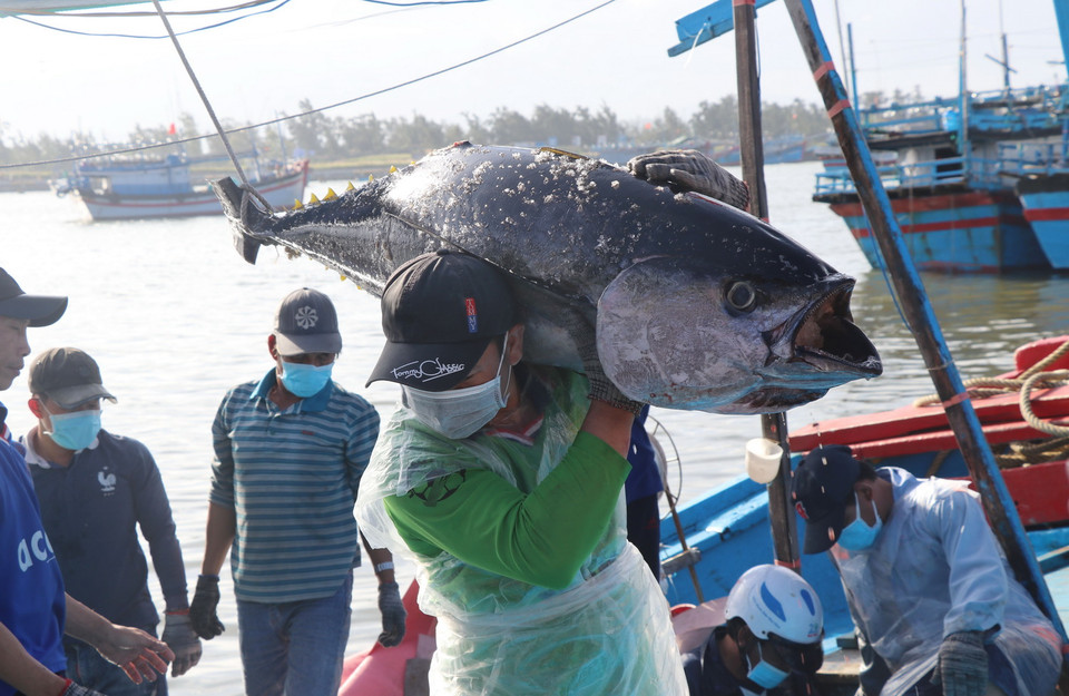  Chuyển cá ngừ từ thuyền lên cảng cá Đông Tác, phường Phú Đông, thành phố Tuy Hòa. (Ảnh: Phạm Cường/TTXVN)