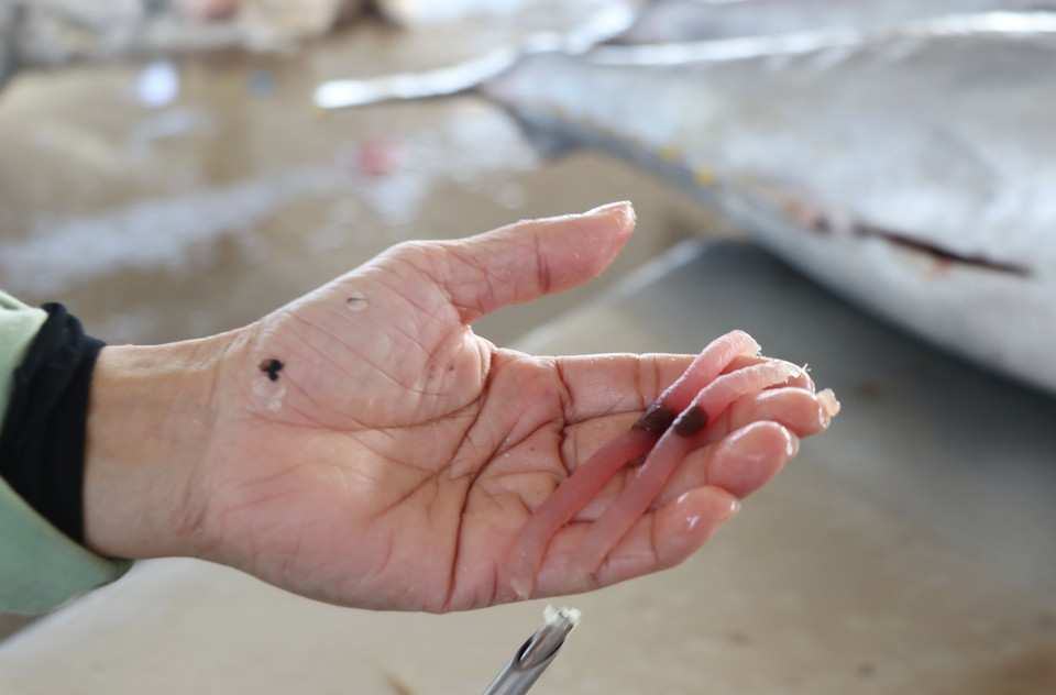  Thương lái kiểm tra chất lượng cá ngừ trước khi thu mua. (Ảnh: Phạm Cường/TTXVN)