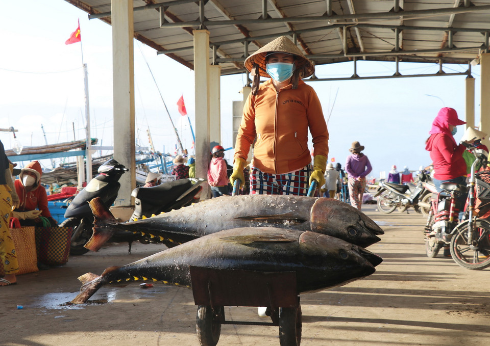 Cá ngừ được vận chuyển đến khu vực sơ chế. (Ảnh: Phạm Cường/TTXVN)